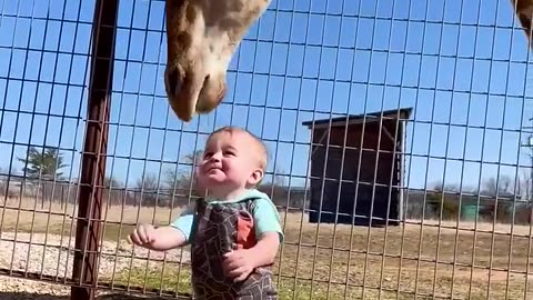 Cute Giraffe Gives Baby Smooches!