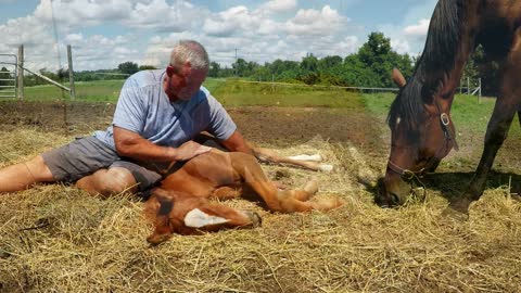 Mother shows incredible tolerance when stranger cuddles her foal