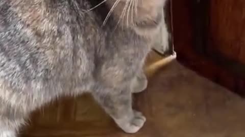 Cat Funny Video
