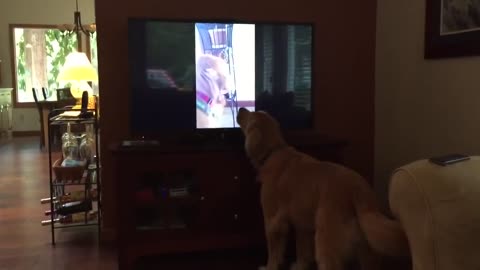 Family dog sings duet with himself on TV