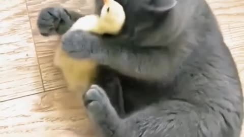 Cat And Duck Fun By Nature.