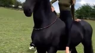 Friesian Horse Love