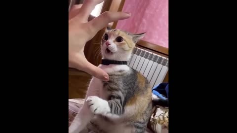 Hilarious Funny Animals 😹 Unforgettable Cats and Dogs Comedy 🐶