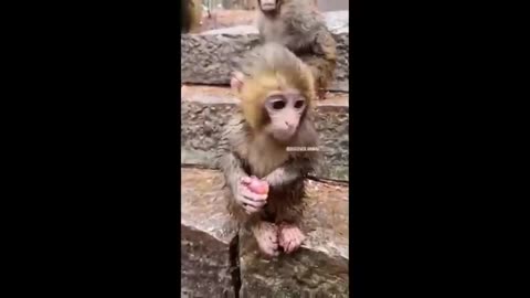 Cute baby animals collection of adorable animal moments part 7
