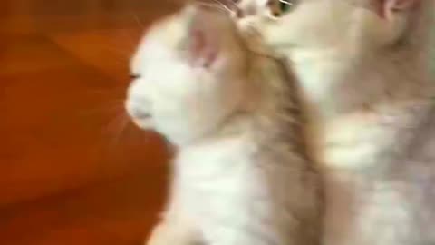 Slow-Motion Grooming Session with a Fluffy Persian Cat