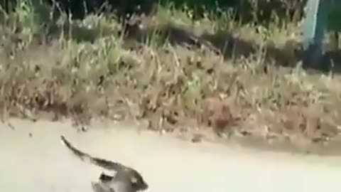 Rodent fights snake to get baby back