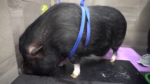 Dramatic Pot Belly Pig at the dog groomers?-3