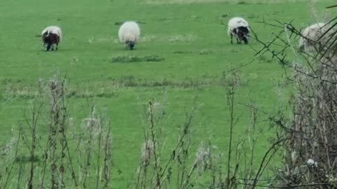 Nice Sheep Animals On A Farm In North Wales