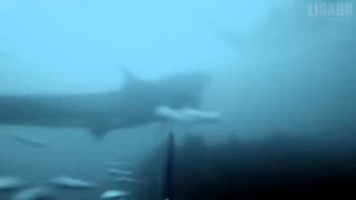 shark scare 🦈😨😨😨
