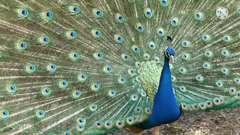 Peacock are beautiful moment