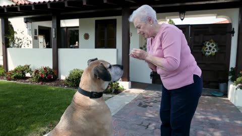 Canine Countdown: Top 10 Short-Lived Pooches That Steal Your Heart in a Flash! 🐾💔