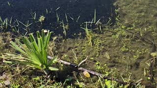 Tadpoles Take Over Pond