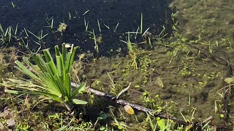 Tadpoles Take Over Pond