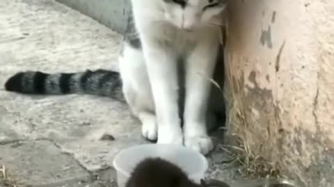 The cat is fearing mouse