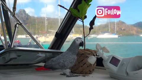 Casco parrot in the boat🏝️