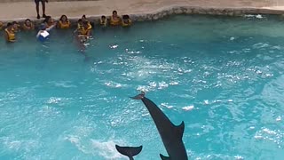 Swimming with the Dolphins in Cozumel MX