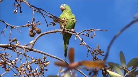 Parakeet Bird