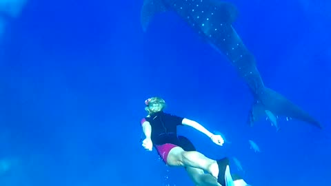 Swimming With A Whale