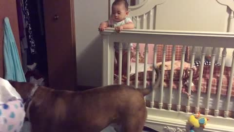 Dog Protects Baby From 'Angry' Mother During Training