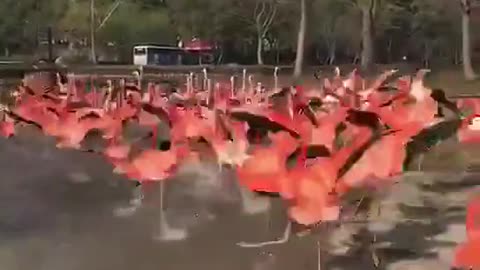 flamingos