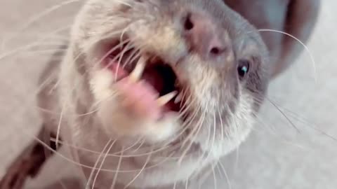 otter is very hungry