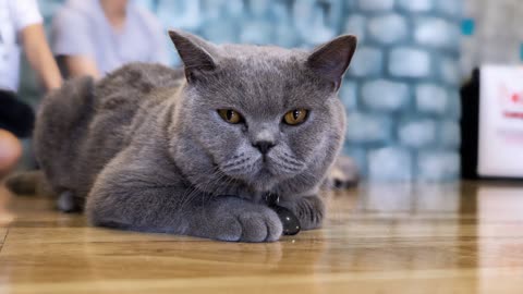 13 Most Popular Cat Breeds and their Traits, Origin and Health Insights!