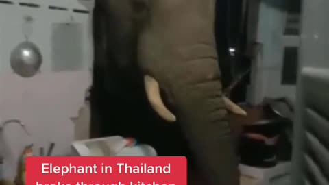 Elephant in Thailand broke through kitchen wall looking for a snack