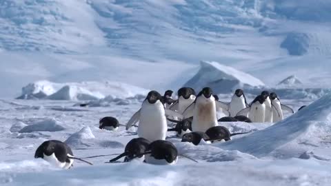 Adélie Penguins waddling and tobogganing on the sea ice.