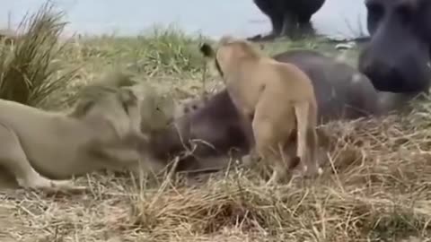 Baby Hippo Is Lion Food