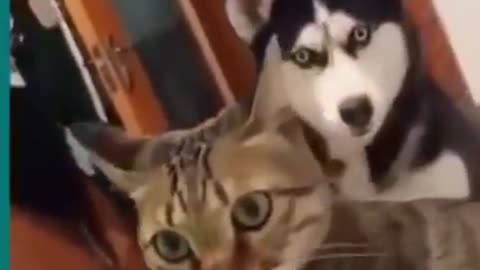 cat and dog funny