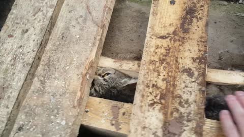 Cat Rescue Attempt