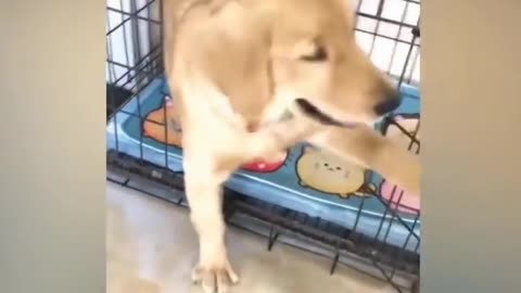 Prank dog on cutting a cake dog/ Funny dog reaction when cutting a prank cake puppy