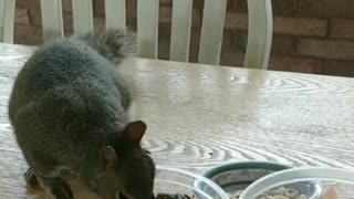 Squirrel reactions to grapes 🍇 and she's crunching the Cheerios