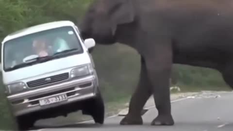 ELEPHANT ATTACKS CAR