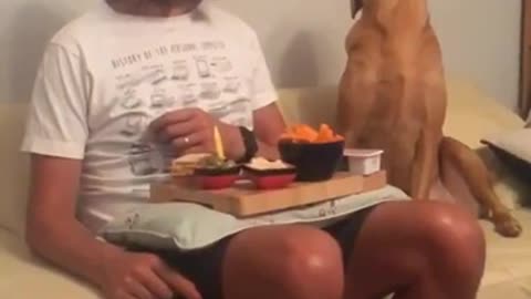 Dog pretends not watching when owner eats.