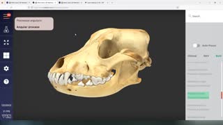 3D refresh: Canine skull landmarks - 3D Veterinary Anatomy & Learning IVALA®