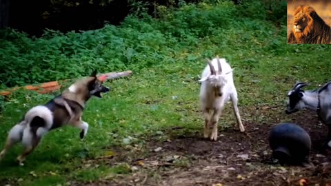 The Most Amazing Crazy Goat Attacks Ever Caught On Camera | Funny Animals | Lion attack