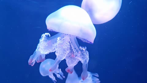 Beautiful Strange Luminous Jellyfish