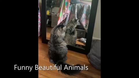 Latest version of the year |Funny collection of cats |Interesting pet dogs and cats