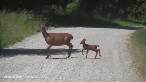 Baby Deer Fawn Jumping, Beautiful Deer Baby, Deer Video,