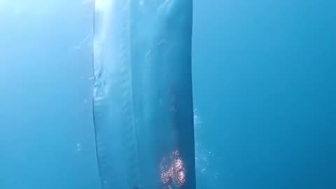 Japanese divers next to a gigantic ribbon fish.