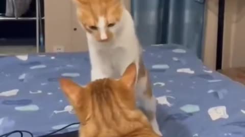 Funny cat