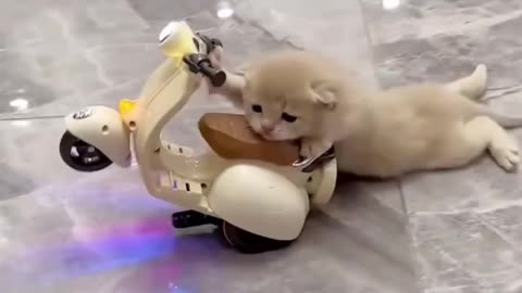Kitten is driving scooter toy 🤭😻