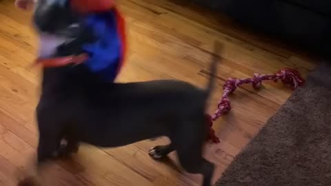 Tug-o-War Rope Interrupts Play Session Between Toddler and Dog