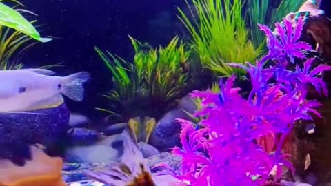 A_Unique_World_Of_Fishes. Nice_£ish_Aquarium #Water_World_Aquarium #Viral_Shorts