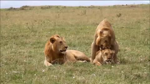 lion mating in the wild