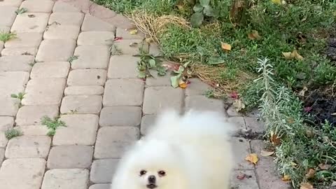 An adorable white dog breaking