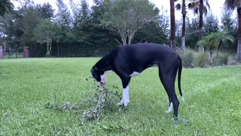 Great Dane Helps Clean Up Branches From Hurricane lan