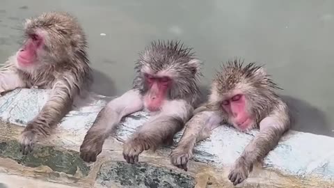 Animal monkeys