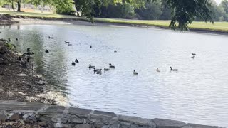 Ducks